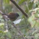 Image of African Hill Babbler