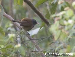 Image of African Hill Babbler