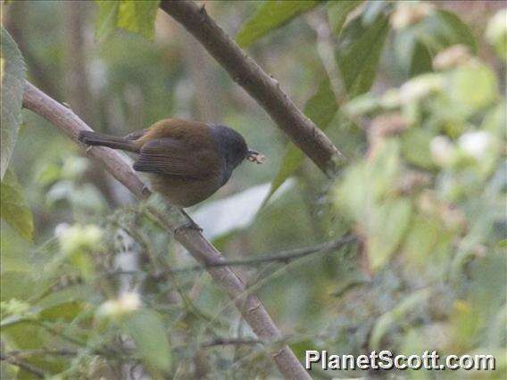 Image of African Hill Babbler