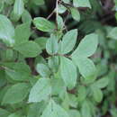 Image of Weigela praecox (Lemoine) L. H. Bailey