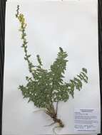 Image of Dalmatian toadflax