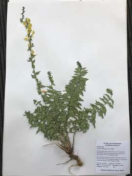 Image of Dalmatian toadflax