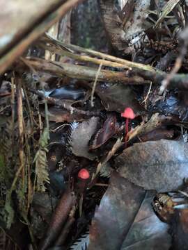 Image of Mycena ura Segedin 1991