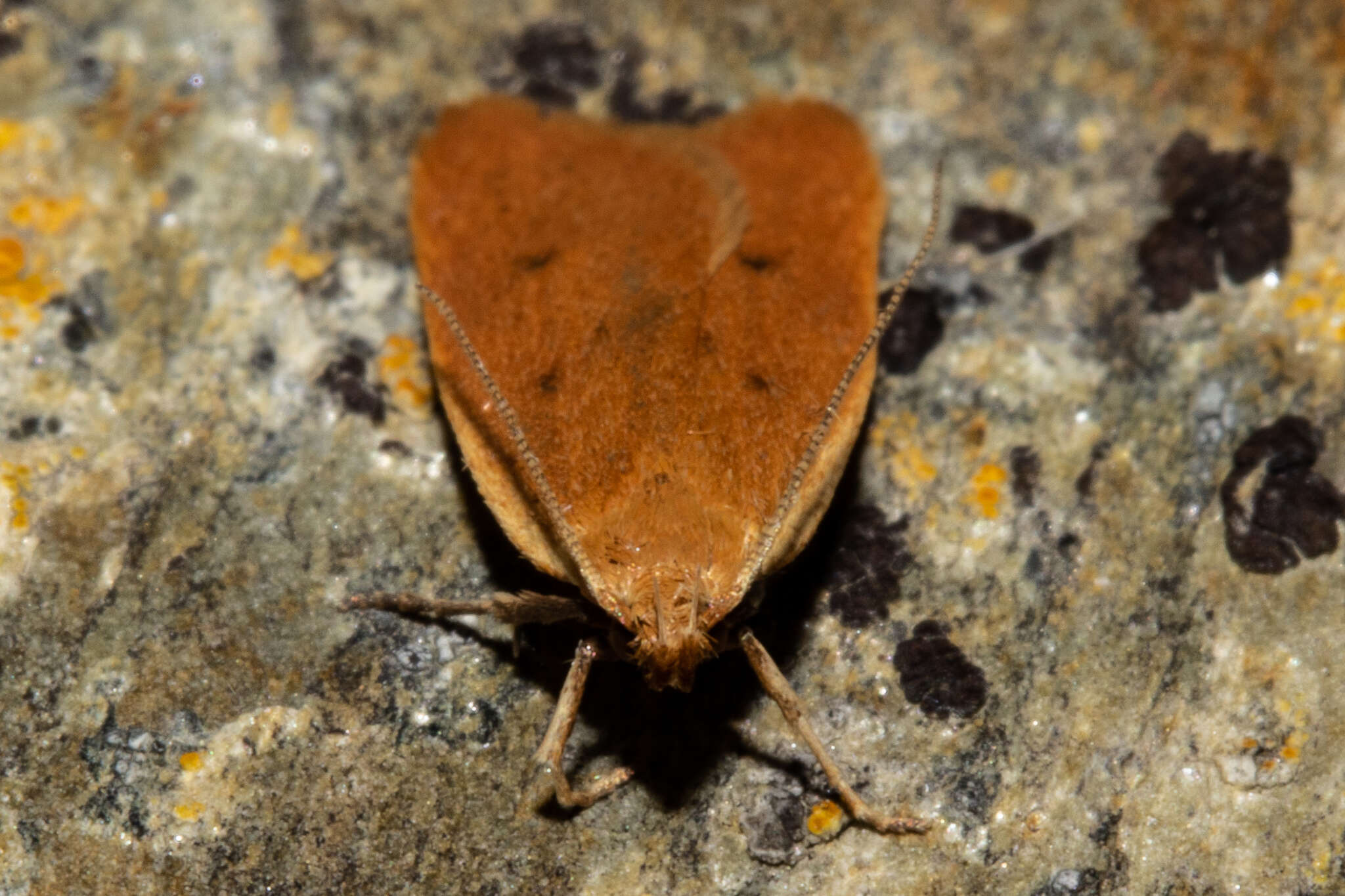 Image of Gymnobathra sarcoxantha Meyrick 1884