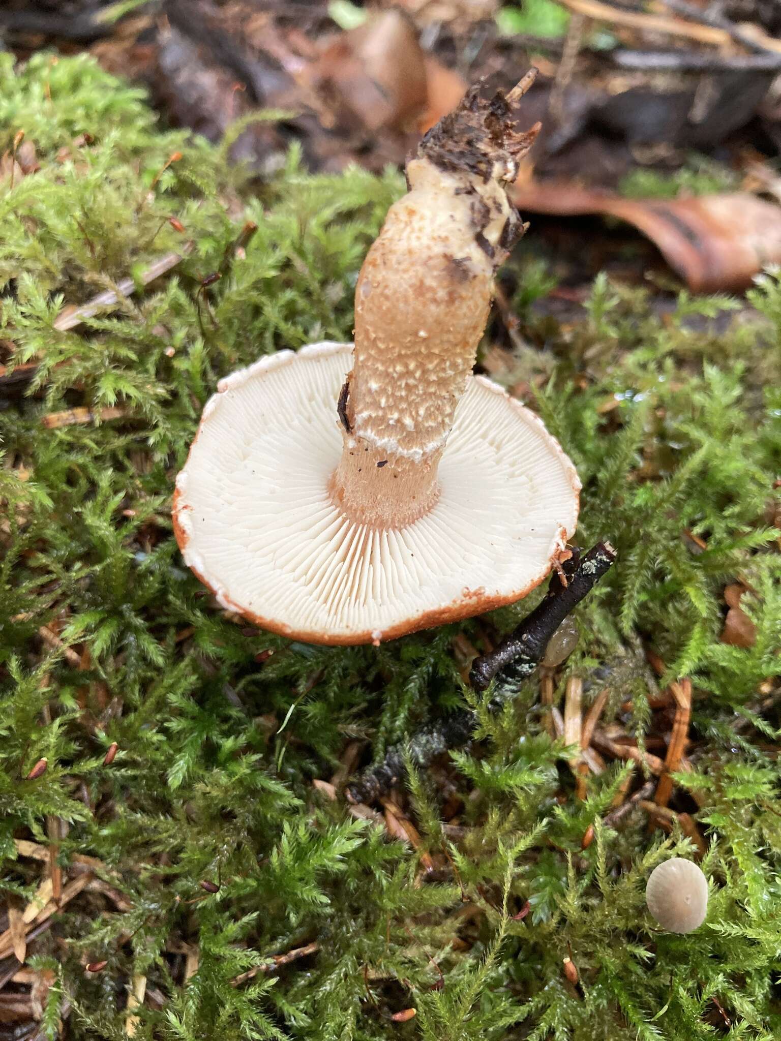 Imagem de Cystodermella cinnabarina (Alb. & Schwein.) Harmaja 2002