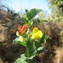 Image of Aspalathus perfoliata subsp. perfoliata