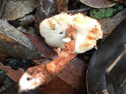 Plancia ëd Lepiota haemorrhagica Cleland 1931