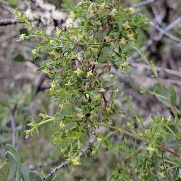 Image of Bolander's bedstraw