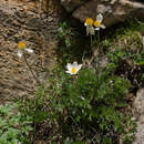 Image of Pulsatilla alpina subsp. font-queri Lainz & P. Monts.