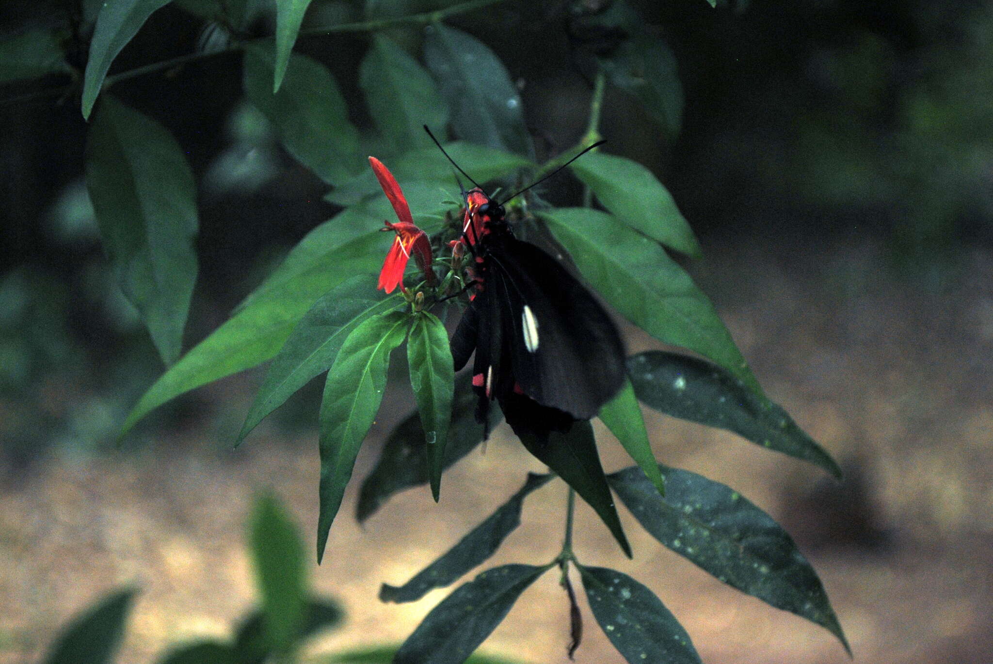 Слика од Parides anchises (Linnaeus 1758)