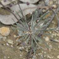 Image of Stylidium luteum R. Br.