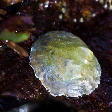 Слика од <i>Anomia simplex</i> d'Orbigny 1853
