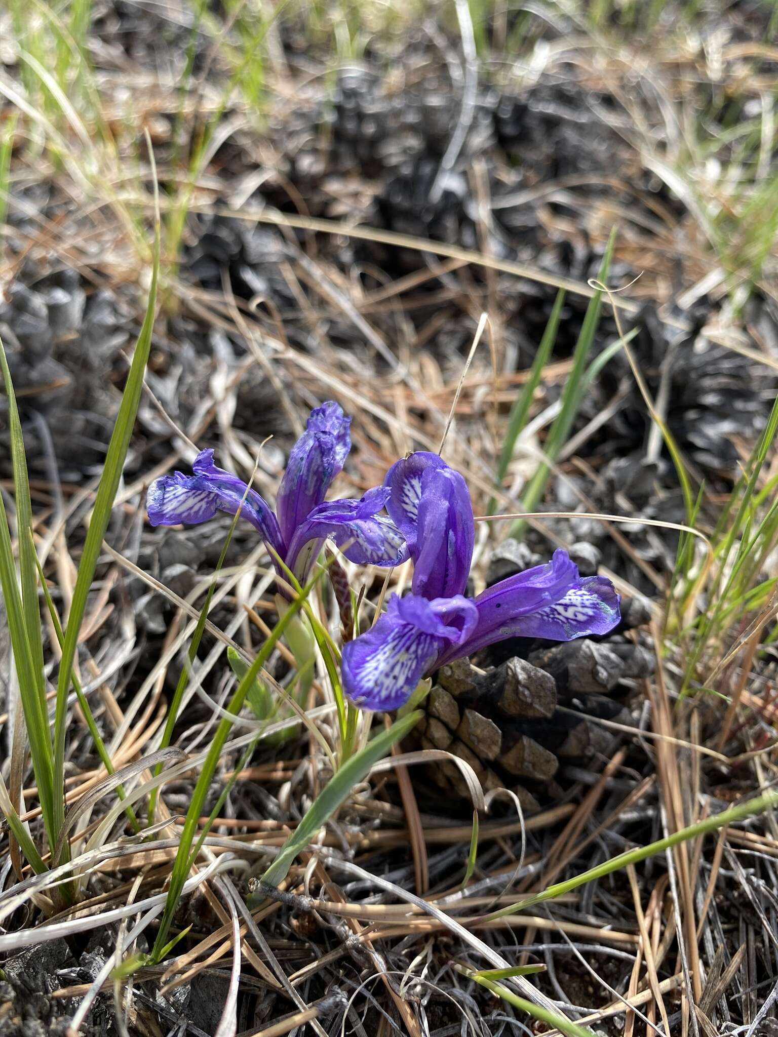 Image of Iris uniflora Pall. ex Link