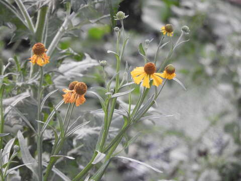 Image of Helenium mexicanum Kunth