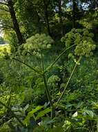 Image of Norwegian angelica