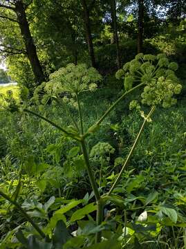 Image of Norwegian angelica