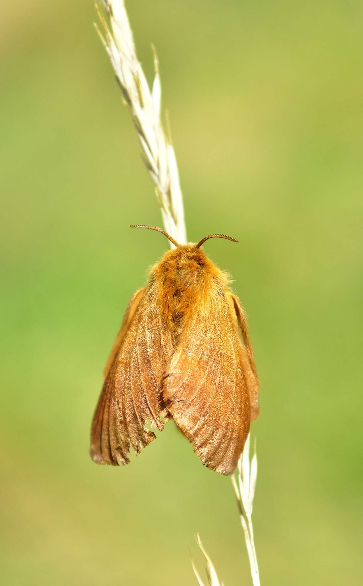 Image of Malacosoma alpicola Staudinger 1870