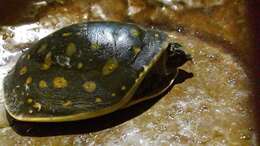 Image of Lissemys punctata andersoni Webb 1980