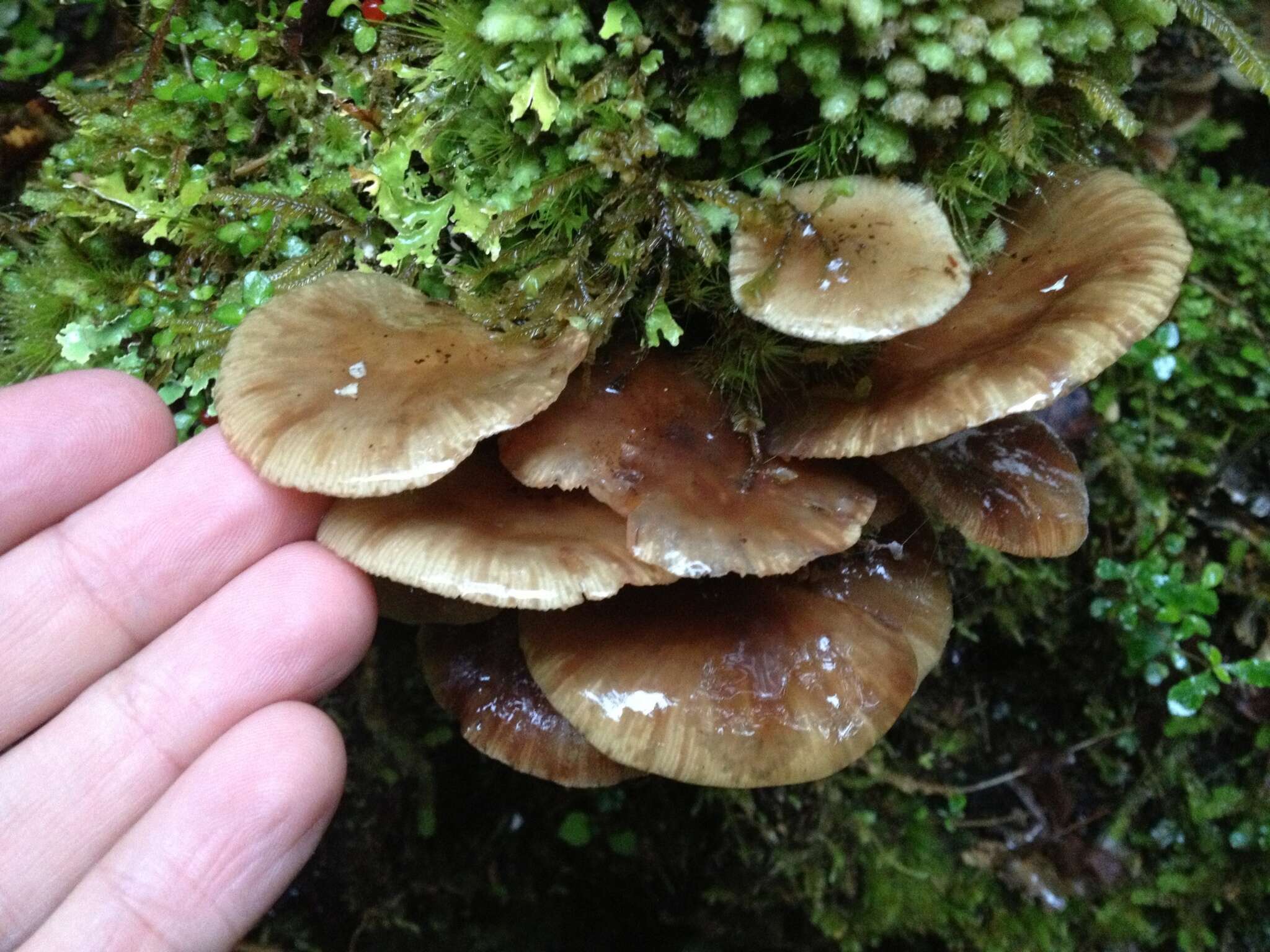 Image of Armillaria novae-zelandiae (G. Stev.) Boesew. 1977