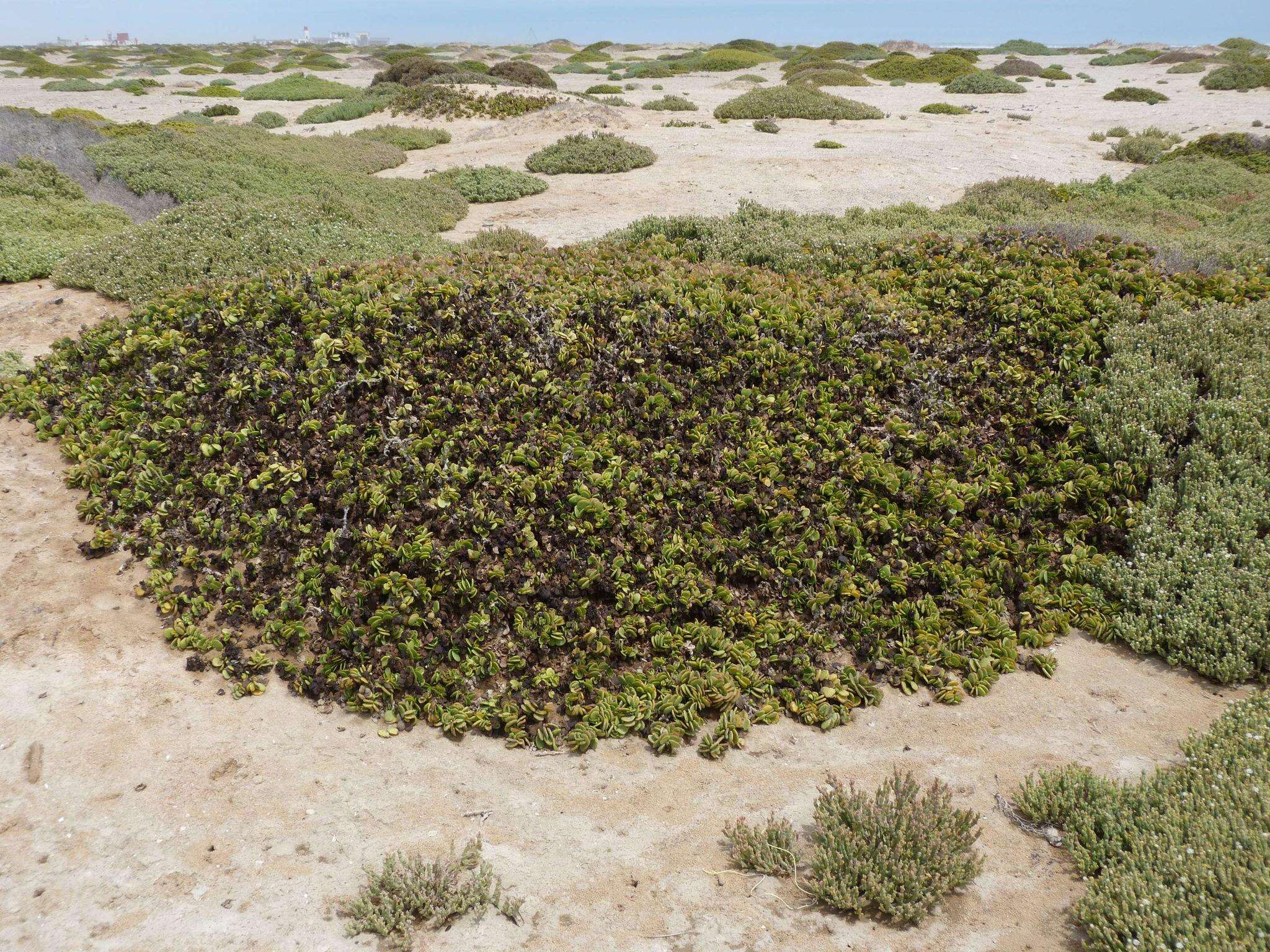 Image of Tetraena stapfii (Schinz) Beier & Thulin