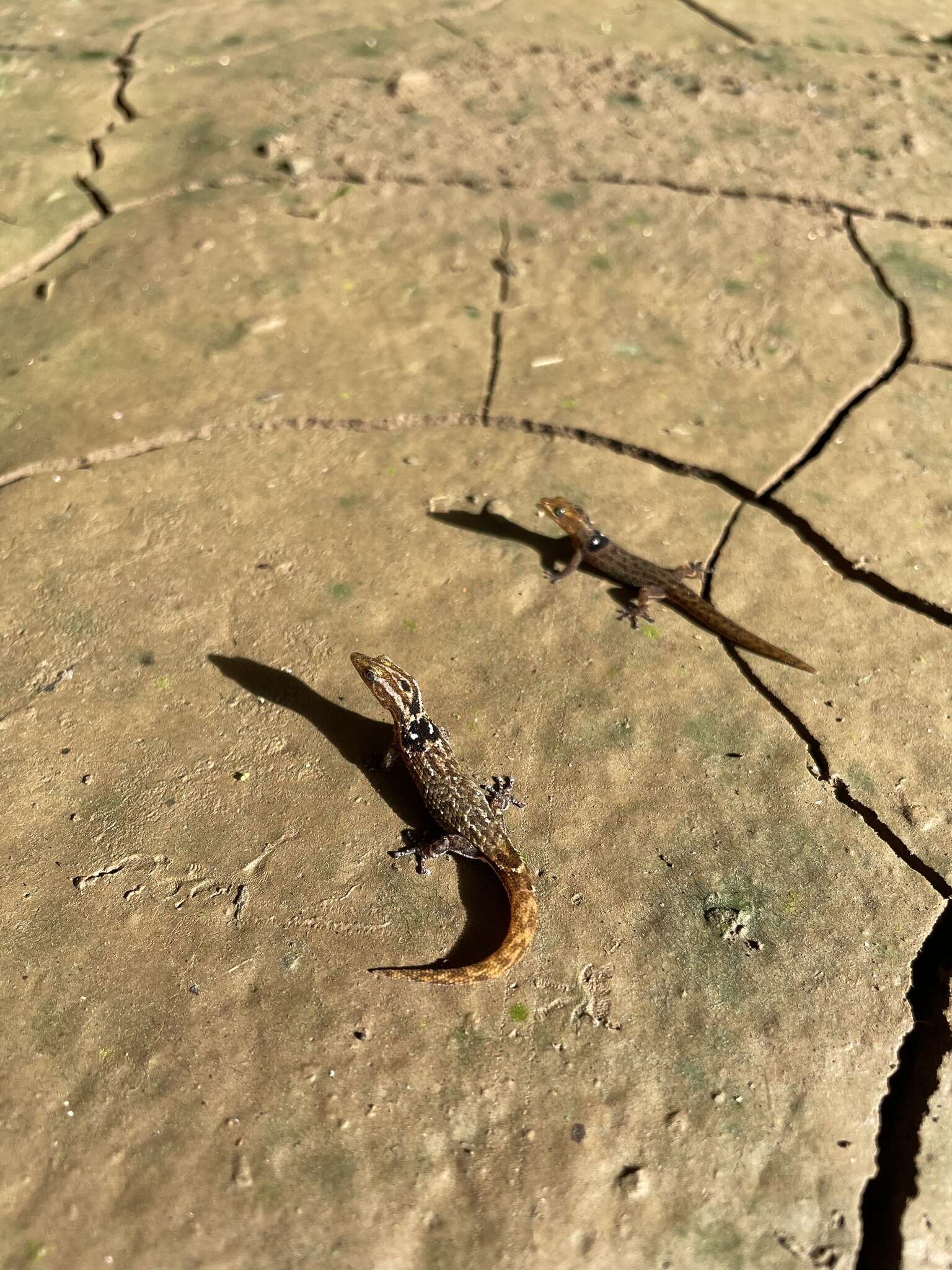 صورة Sphaerodactylus macrolepis grandisquamis Stejneger 1904