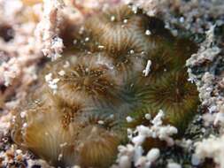 Image of Lesser Starlet Coral