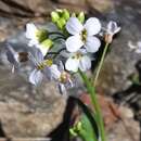 Image of Arabidopsis halleri (L.) O'Kane & Al-Shehbaz