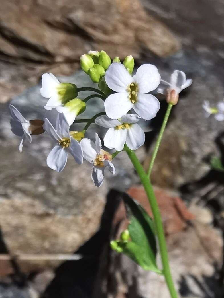 Plancia ëd Arabidopsis halleri (L.) O'Kane & Al-Shehbaz