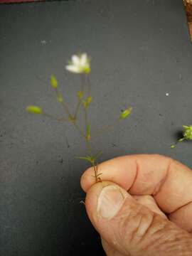 Image of Sabulina tenuifolia (L.) Rchb.