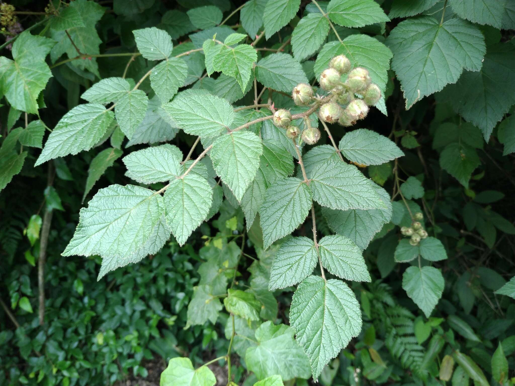 Plancia ëd Rubus parviaraliifolius Hayata