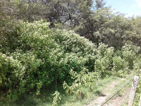 Image of Solanum argentinum Bitter & Lillo