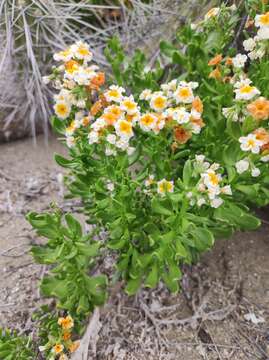 Image of Heliotropium floridum (A. DC.) Clos