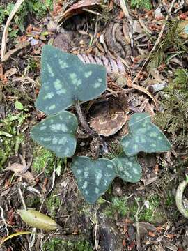 Image of Knowltonia hepaticifolia (Hook. fil.) Christenh. & Byng
