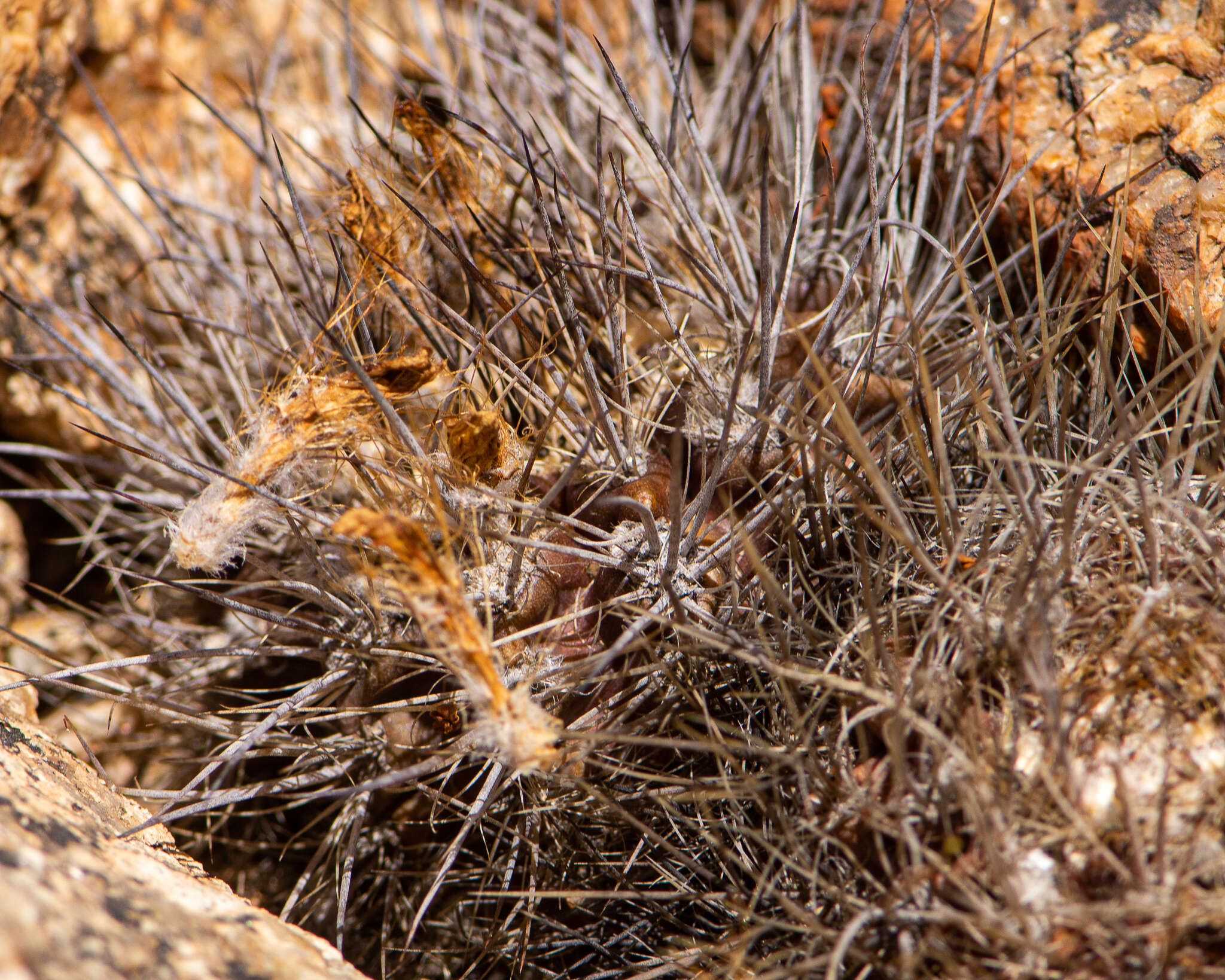 Image of Eriosyce taltalensis (Hutchison) Katt.