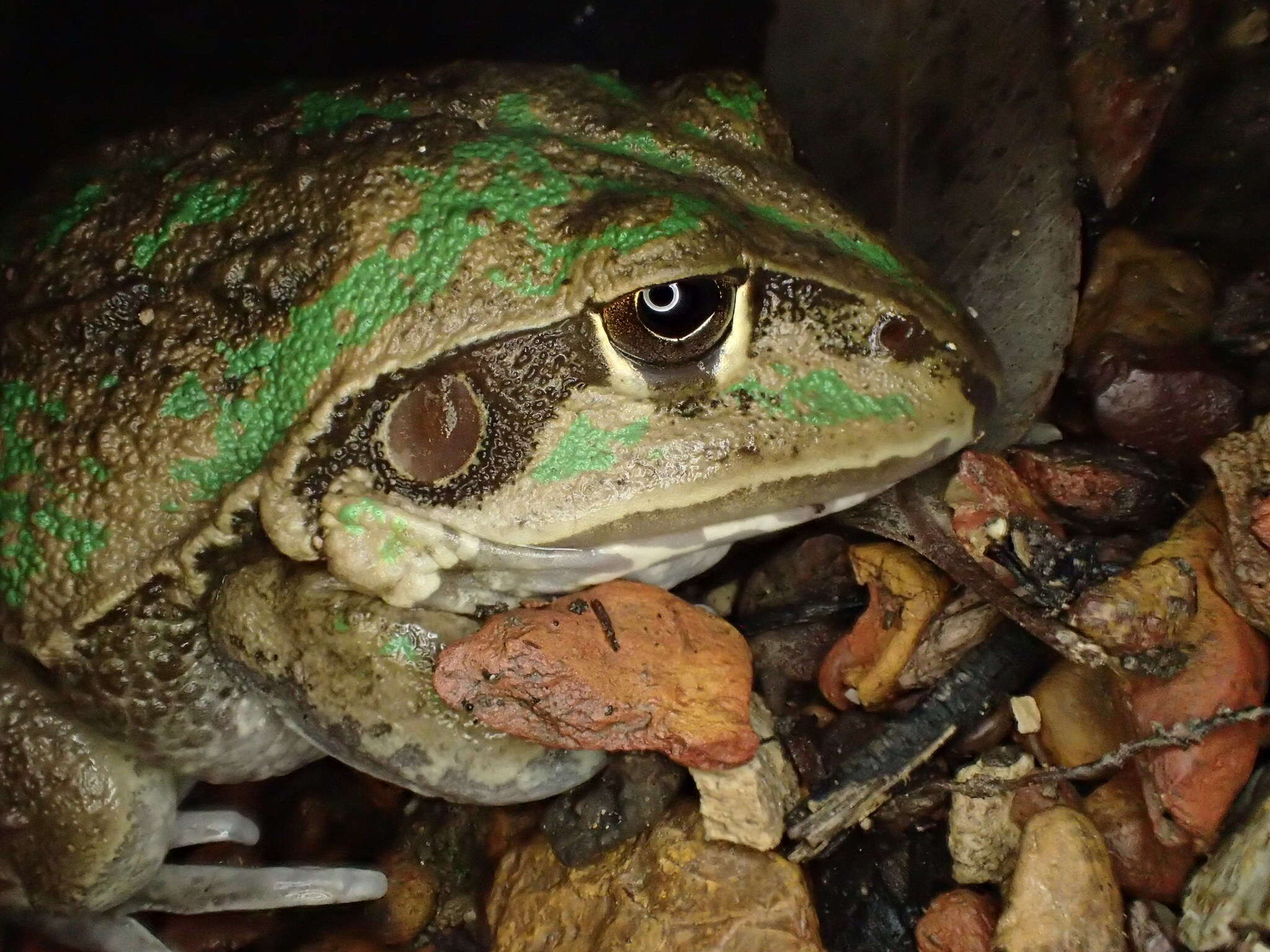 Image of Giant Frog