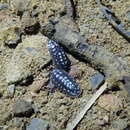 Image of Armadillidium gestroi Tua 1900