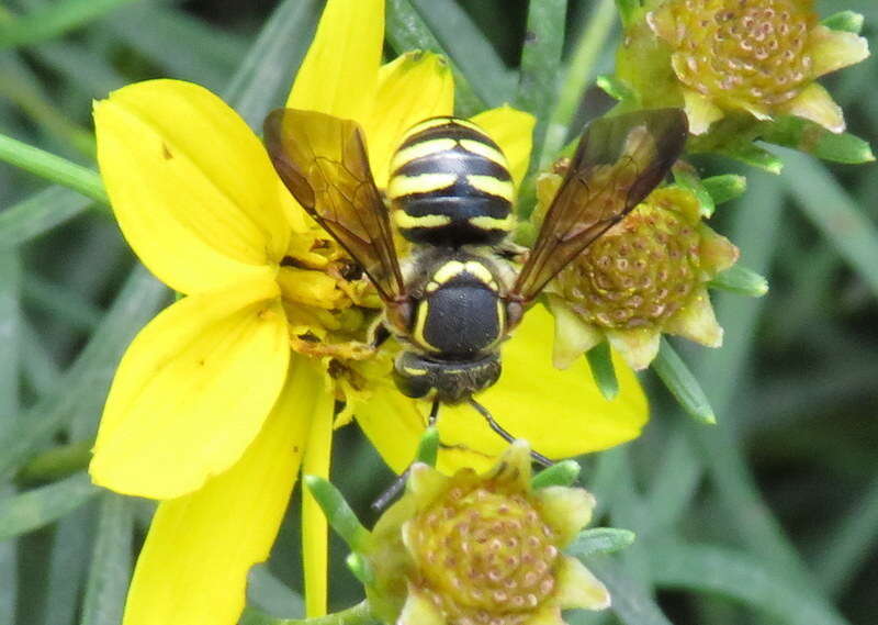 Image of Paranthidium jugatorium lepidum (Cresson 1878)