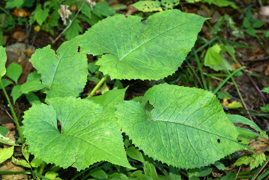 Image of Saussurea petiolata Komarov ex Lipsch.