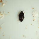 Image of Sap beetle