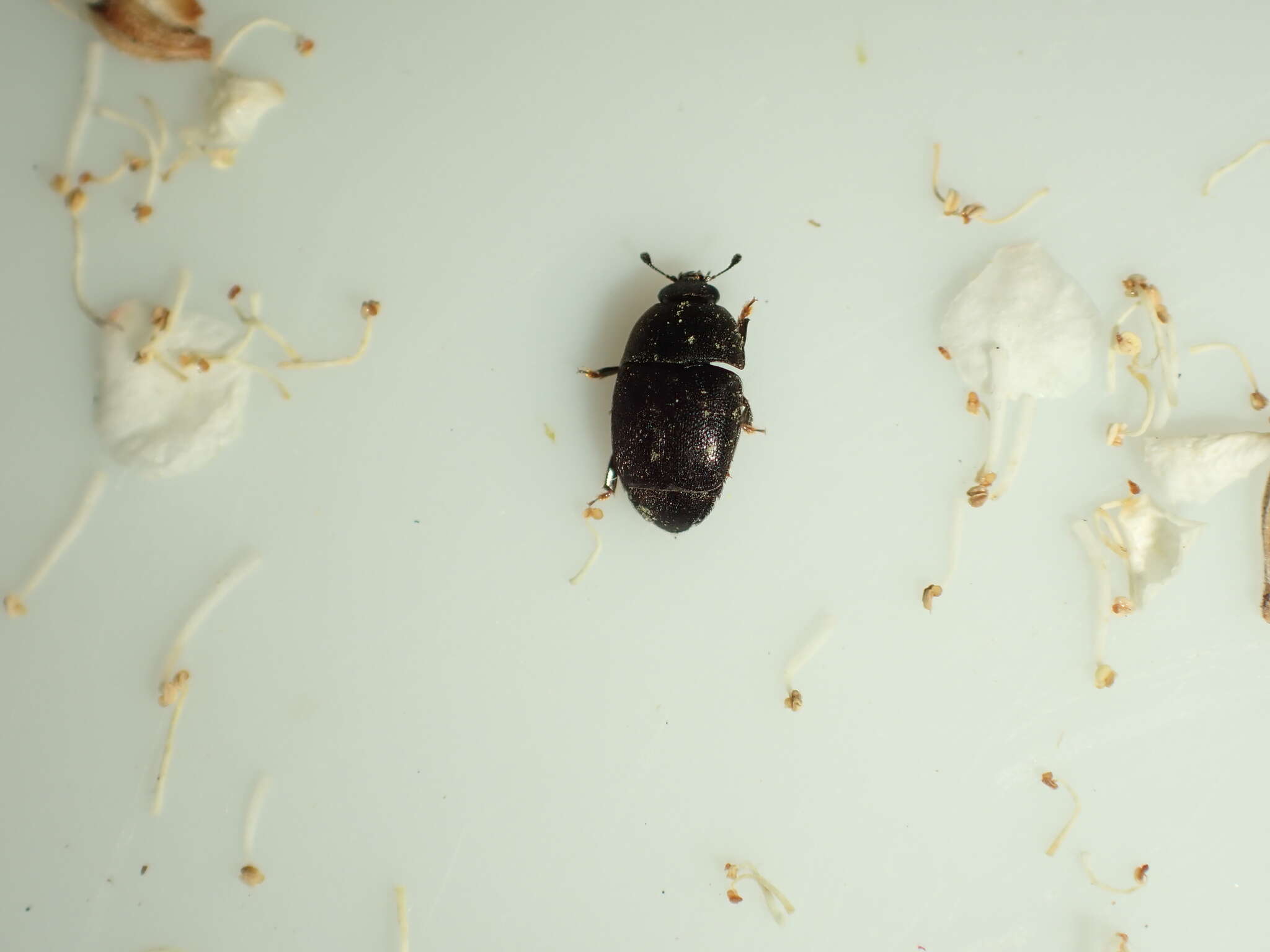 Image of Sap beetle