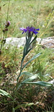 Image of Centaurea fuscomarginata (K. Koch) Juz.