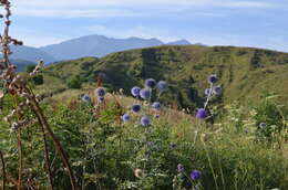 Image of Echinops chantavicus Trautv.