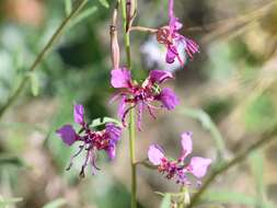 صورة Clarkia mildrediae subsp. mildrediae