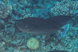 Image of Brown Unicornfish