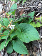 Image of Primrose leaved violet