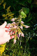 Imagem de Mentha rotundifolia (L.) Huds.