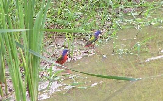 Image of Painted Bunting