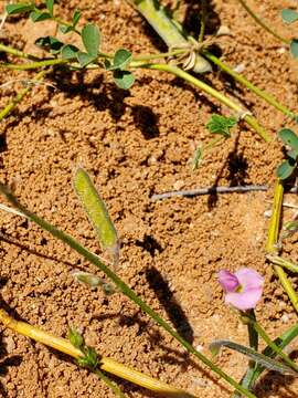 Image of Tephrosia burchellii Burtt Davy