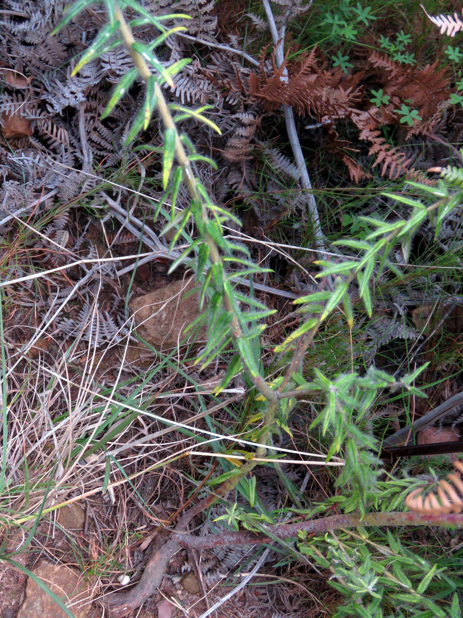 Phylica pubescens var. pubescens resmi