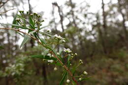 Image de Sannantha pluriflora (F. Müll.) Peter G. Wilson